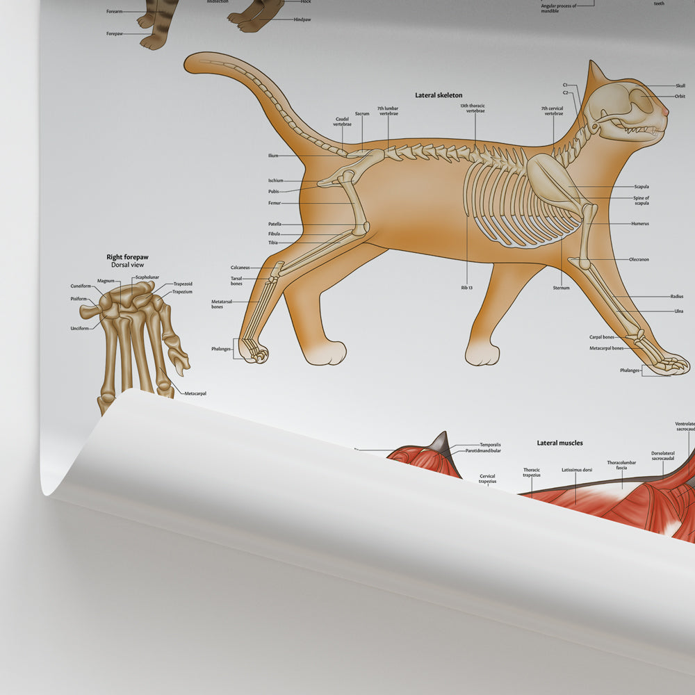 Feline Anatomy Poster Cat Health And Anatomy Charts Clinical Charts
