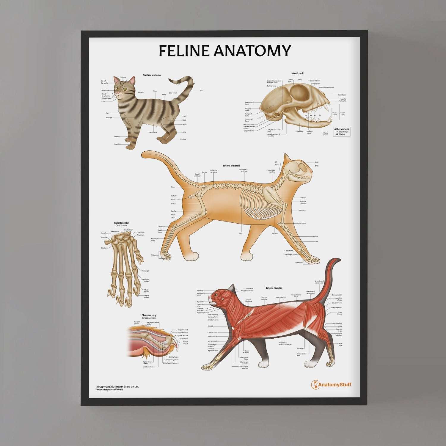 Feline Anatomy Chart / Poster - Part of Collection