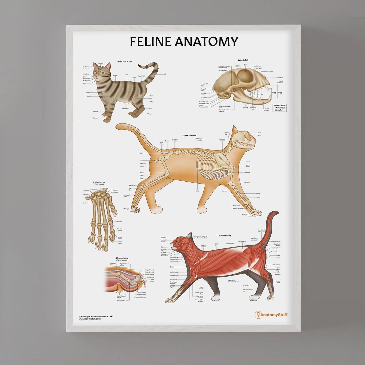 Feline Anatomy Chart / Poster - Part of Collection
