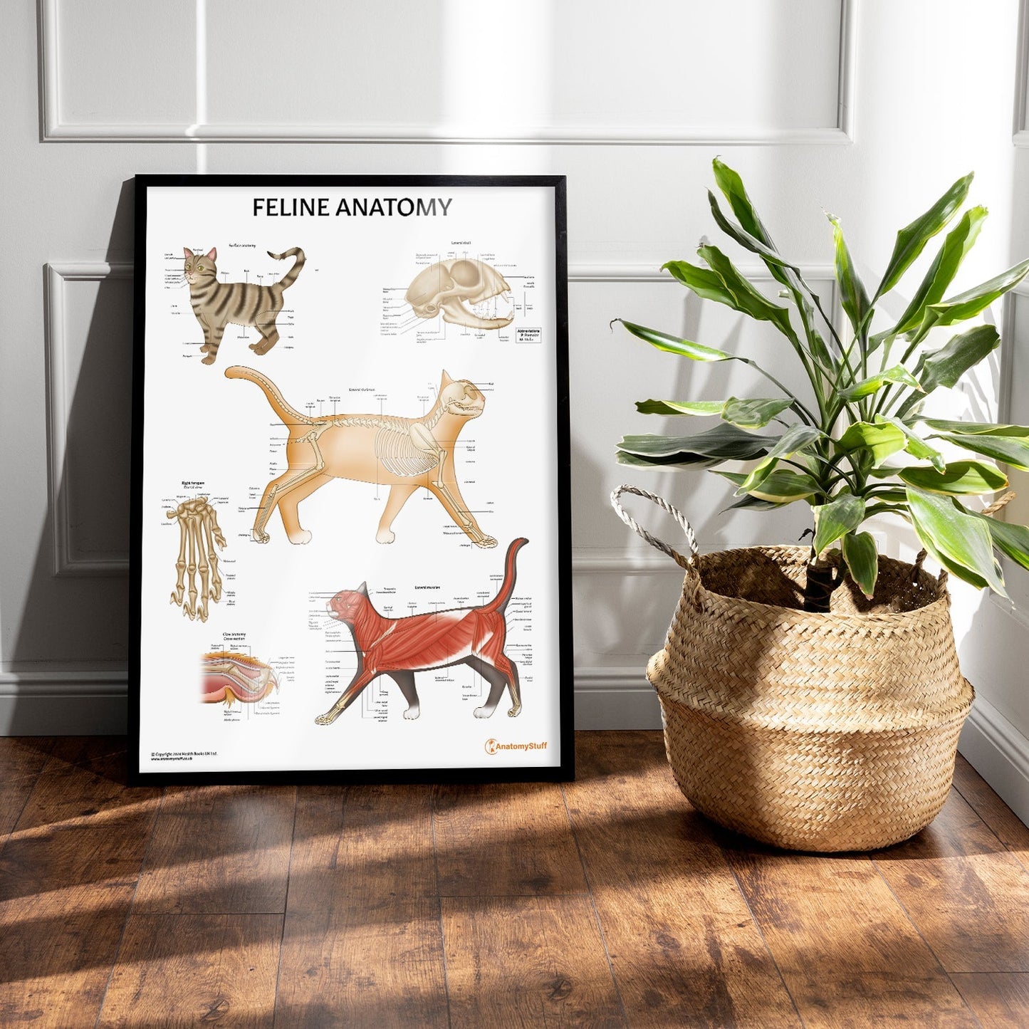 Feline Anatomy Chart / Poster - Part of Collection