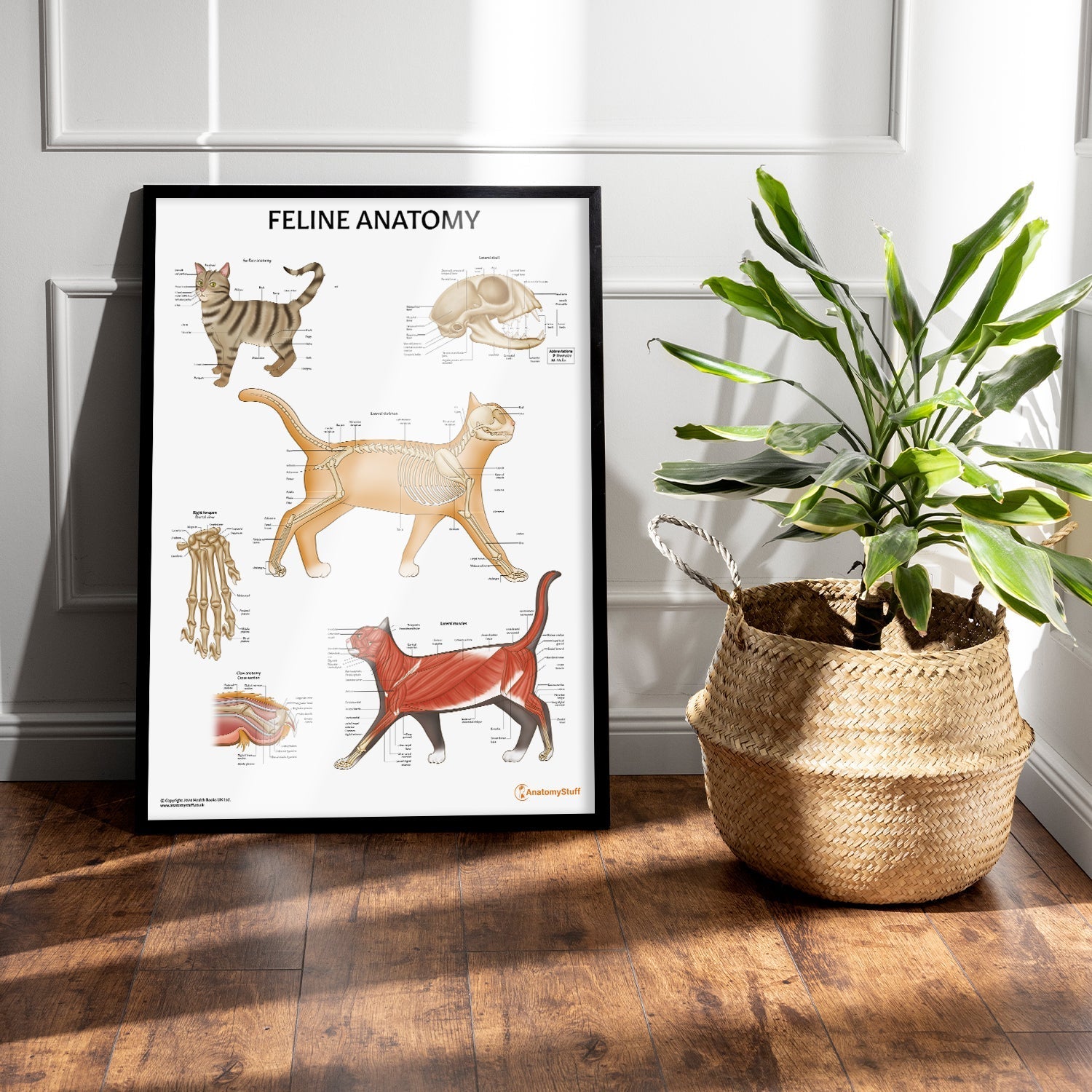 Feline Anatomy Chart / Poster - Part of Collection