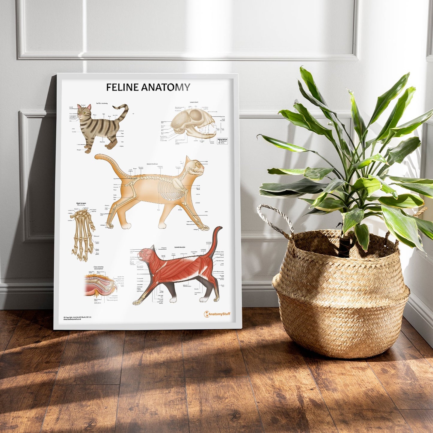 Feline Anatomy Chart / Poster - Part of Collection