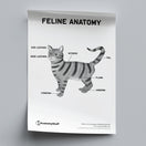 Switch Feline Anatomy Poster PDF 2 image