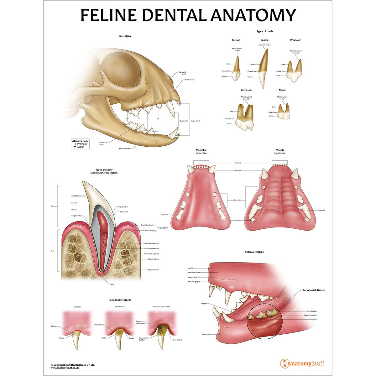 Veterinary Dental Collection