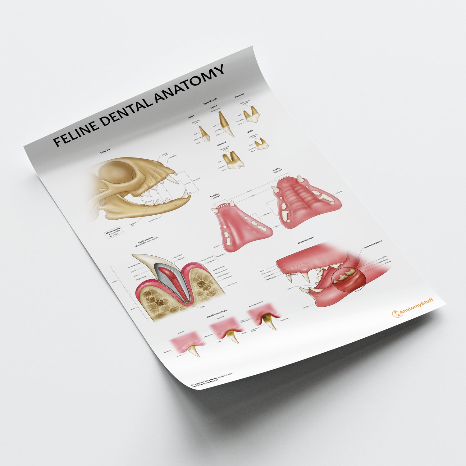 Cat Extraction Chart Anatomy Of Molar Anatomical Charts Posters