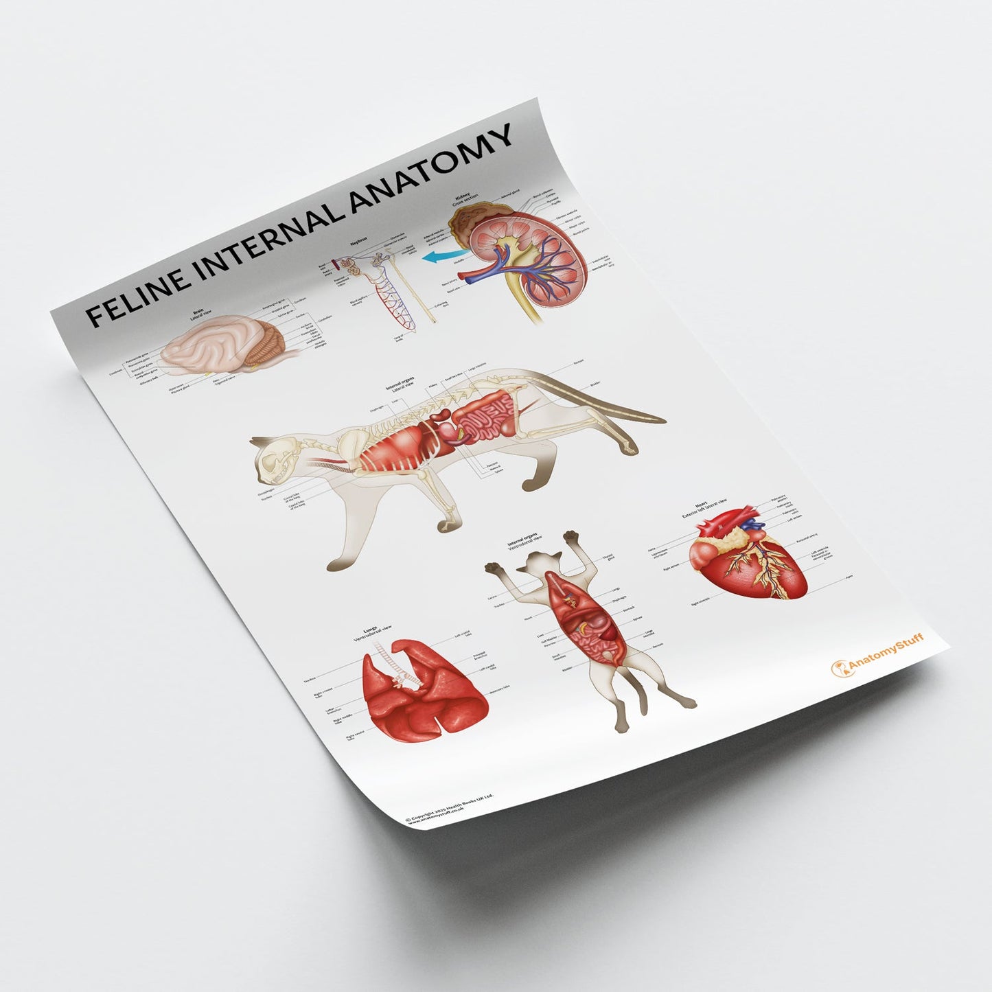 Feline Internal Anatomy Chart / Poster - Part of Collection