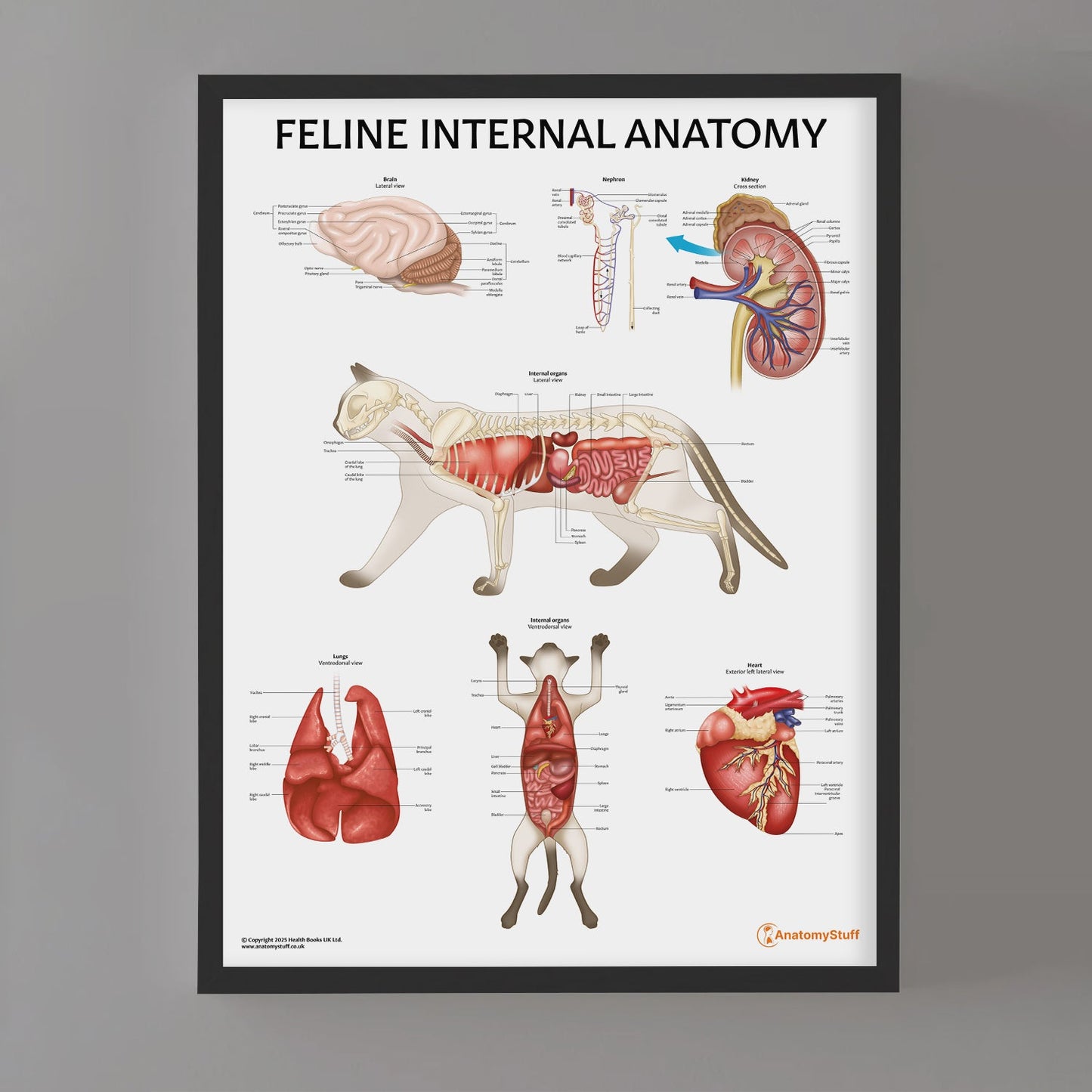 Feline Internal Anatomy Chart / Poster - Part of Collection