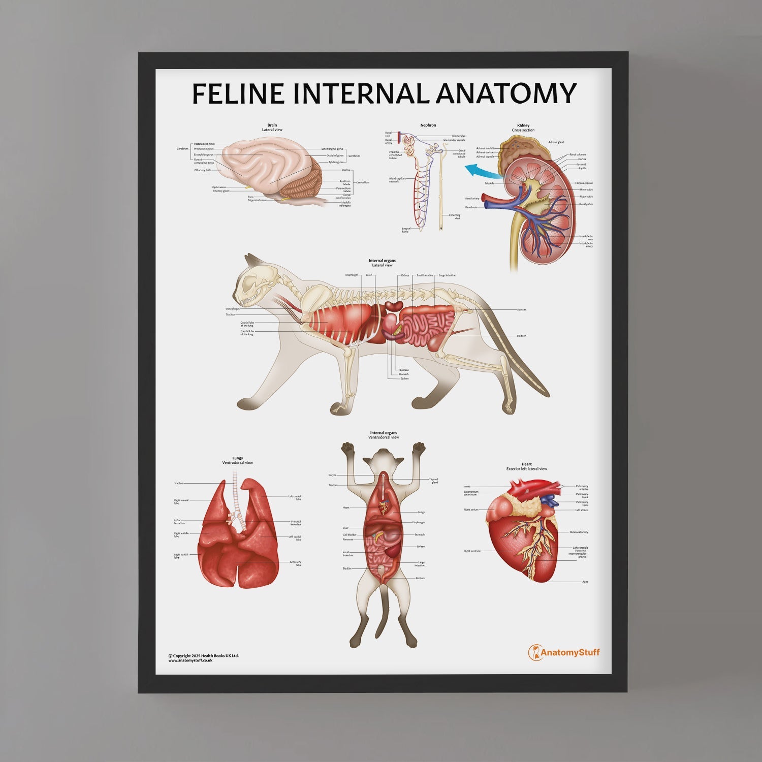 Feline Internal Anatomy Chart / Poster - Part of Collection