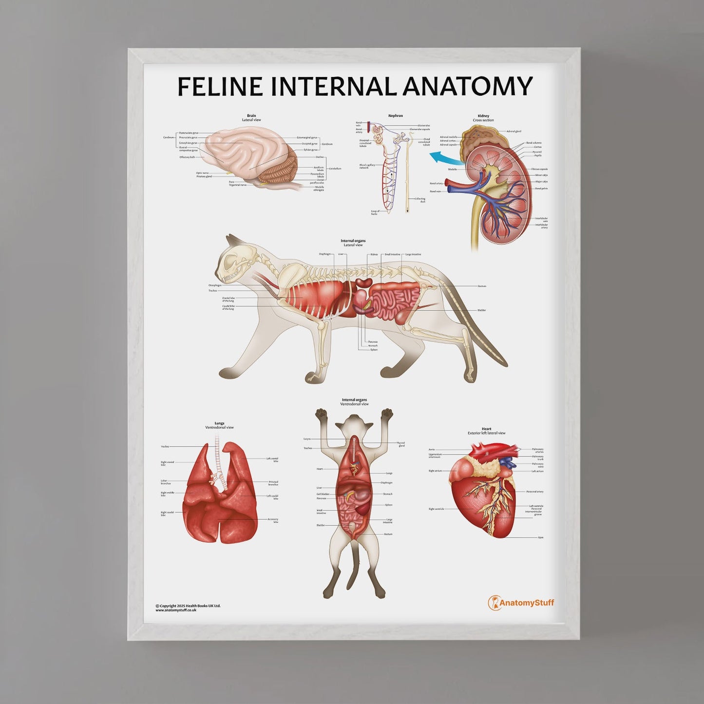 Feline Internal Anatomy Chart / Poster - Part of Collection