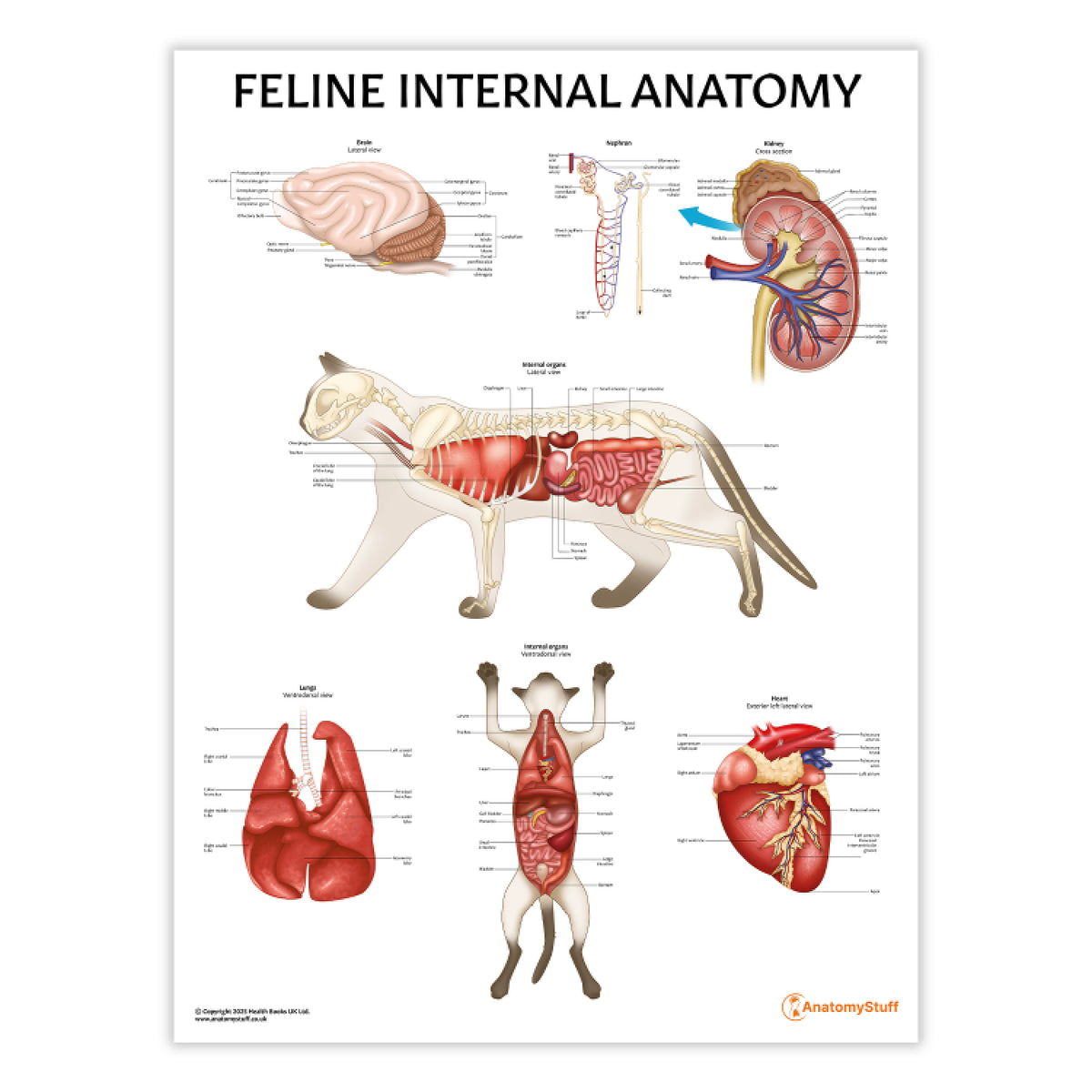Feline Internal Anatomy Poster | Cat Organs Labelled Chart – AnatomyStuff
