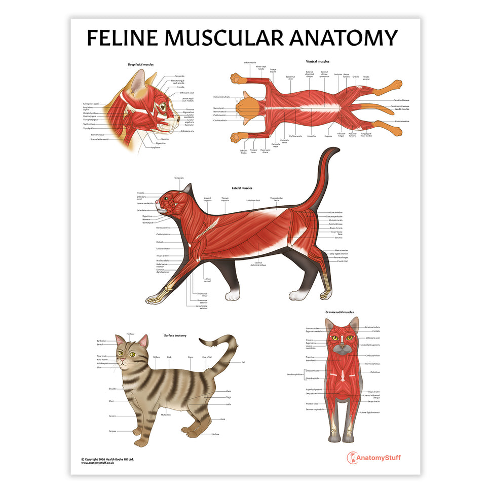 Feline Anatomy 3 Poster Collection