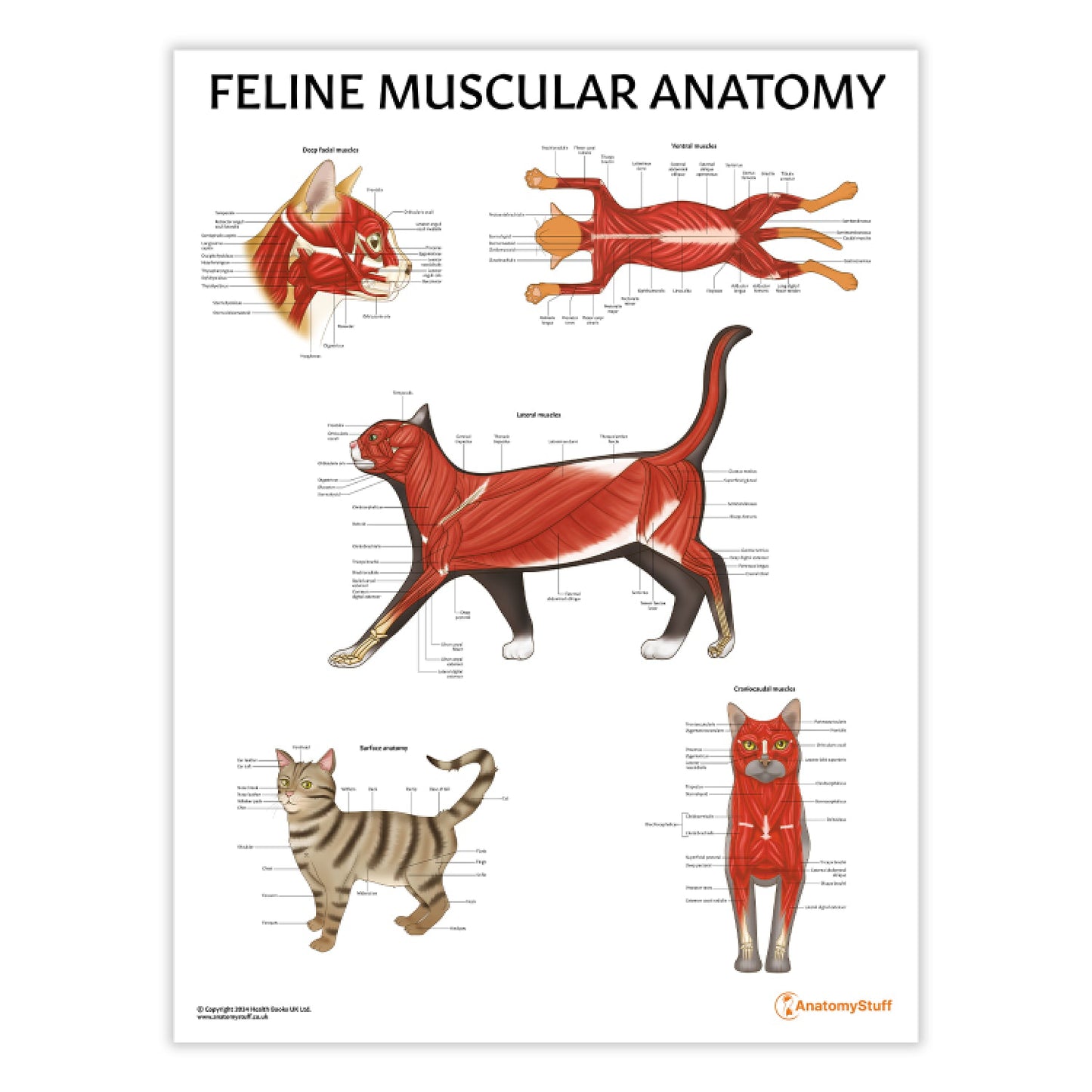Feline Muscular Anatomy Chart / Poster - Part of Collection
