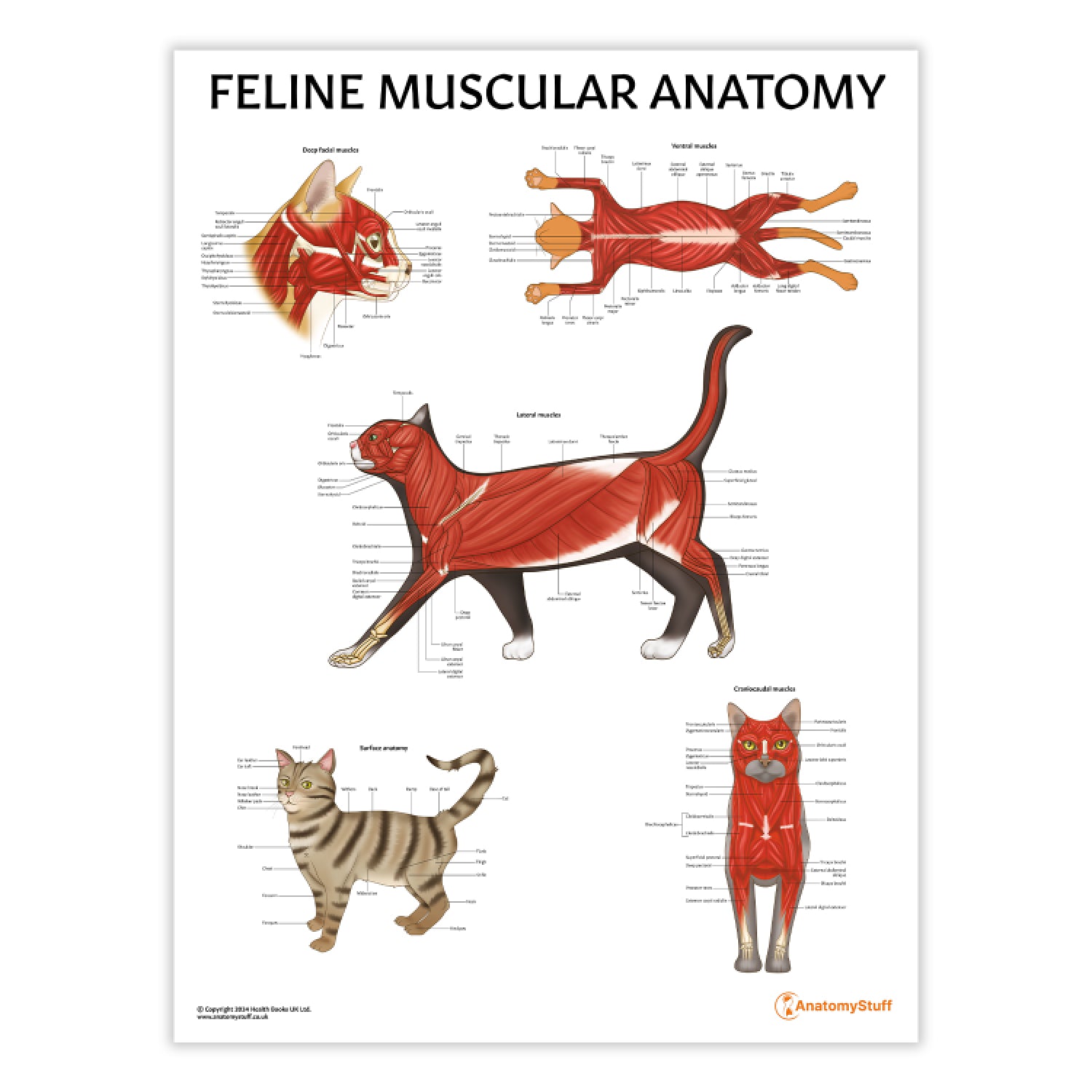 Feline Anatomy 3 Poster Collection | Cat Medical Biology Chart ...