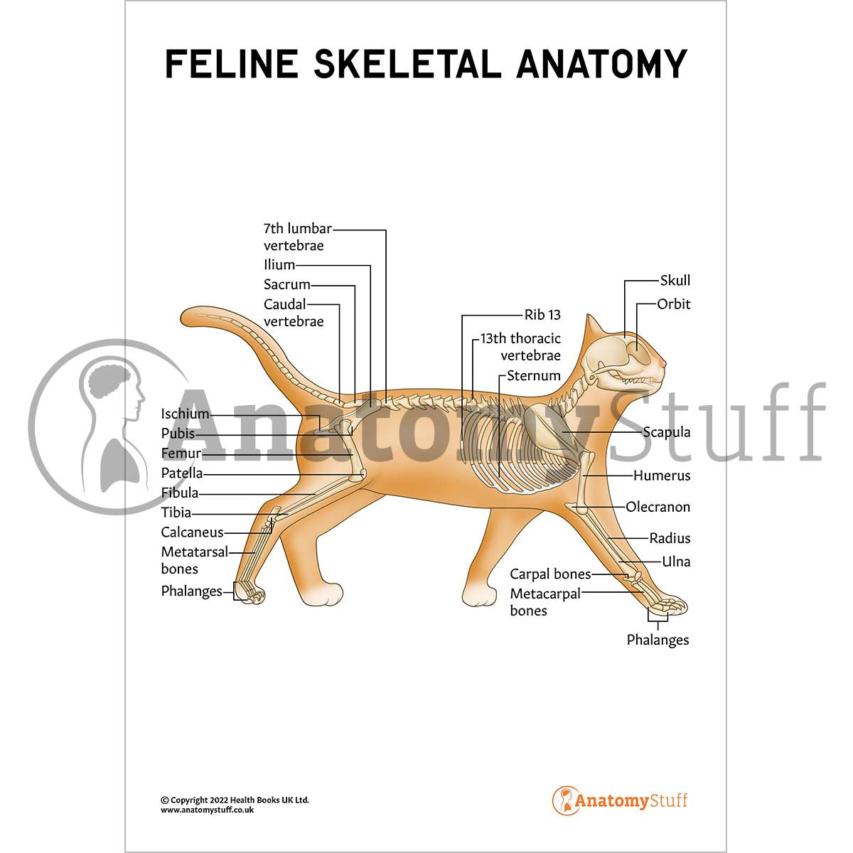 Feline Skeletal Anatomy The Feline Clearance Skeletal Anatomy