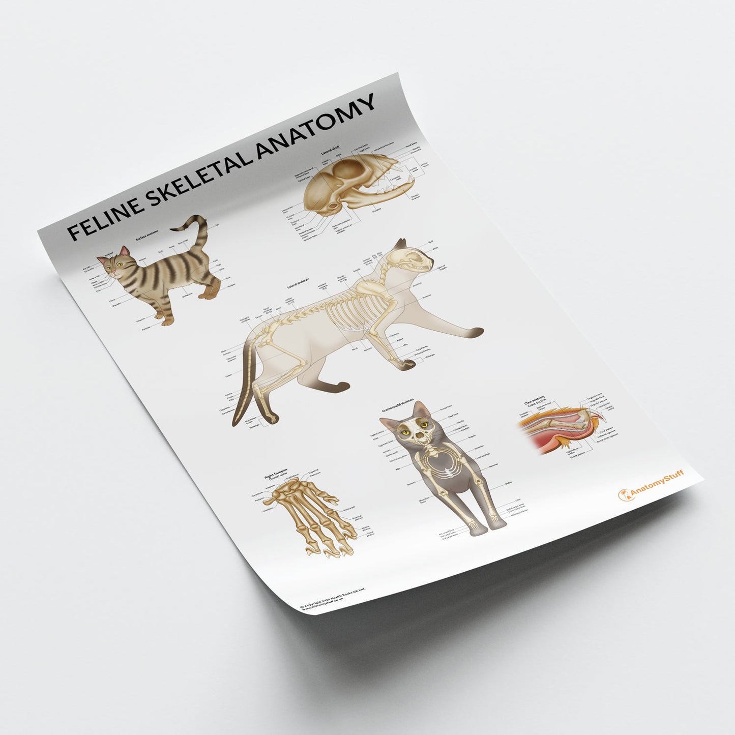 Feline Skeletal Anatomy Chart / Poster - Part of Collection