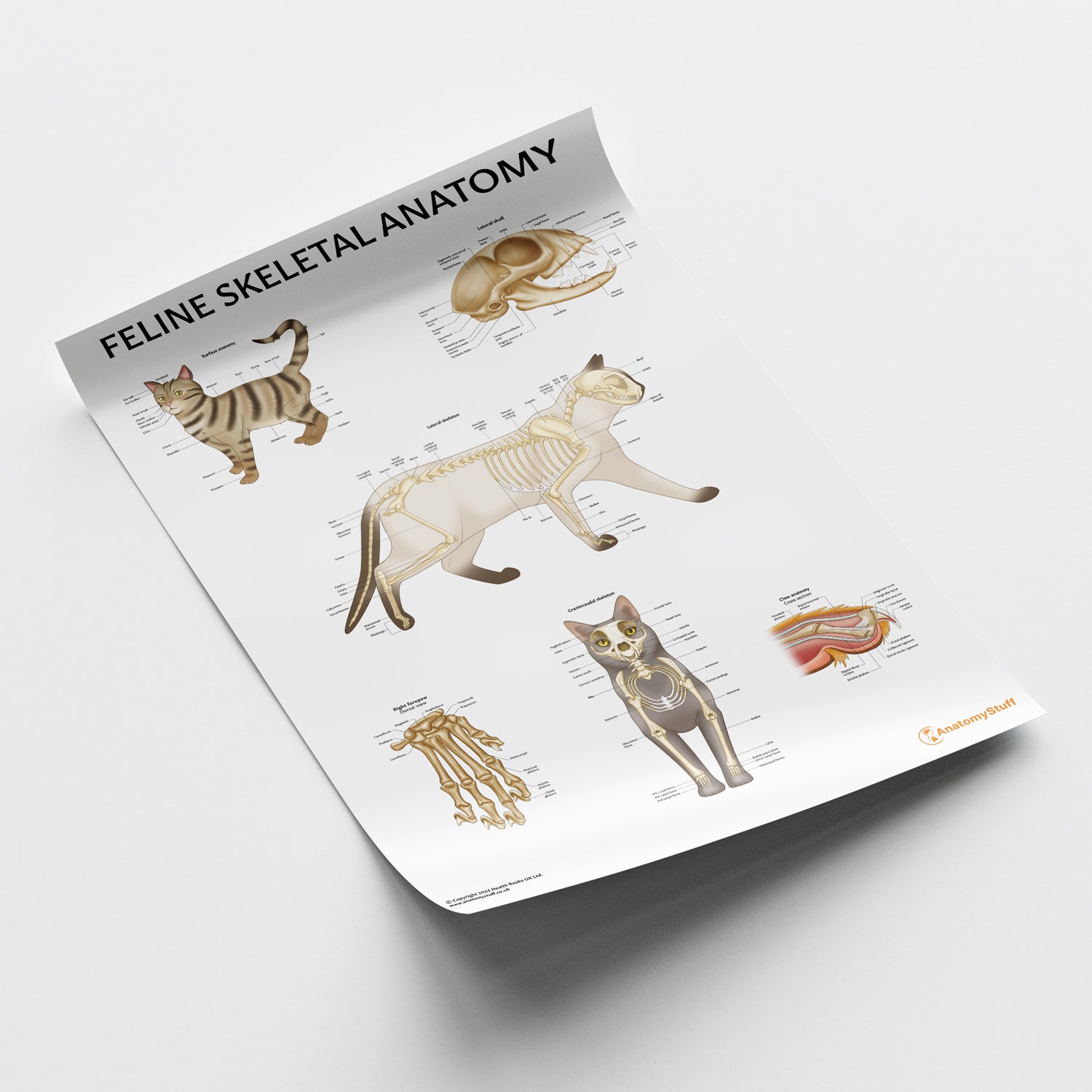 Feline Skeletal Anatomy Chart / Poster - Part of Collection