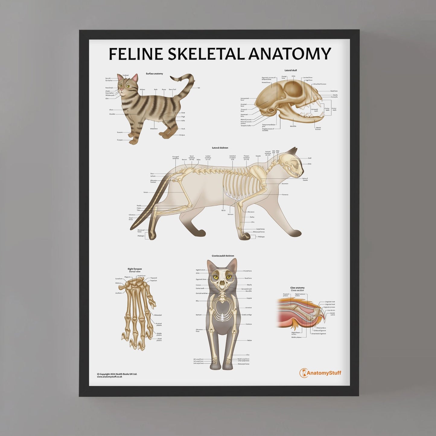 Feline Skeletal Anatomy Chart / Poster - Part of Collection