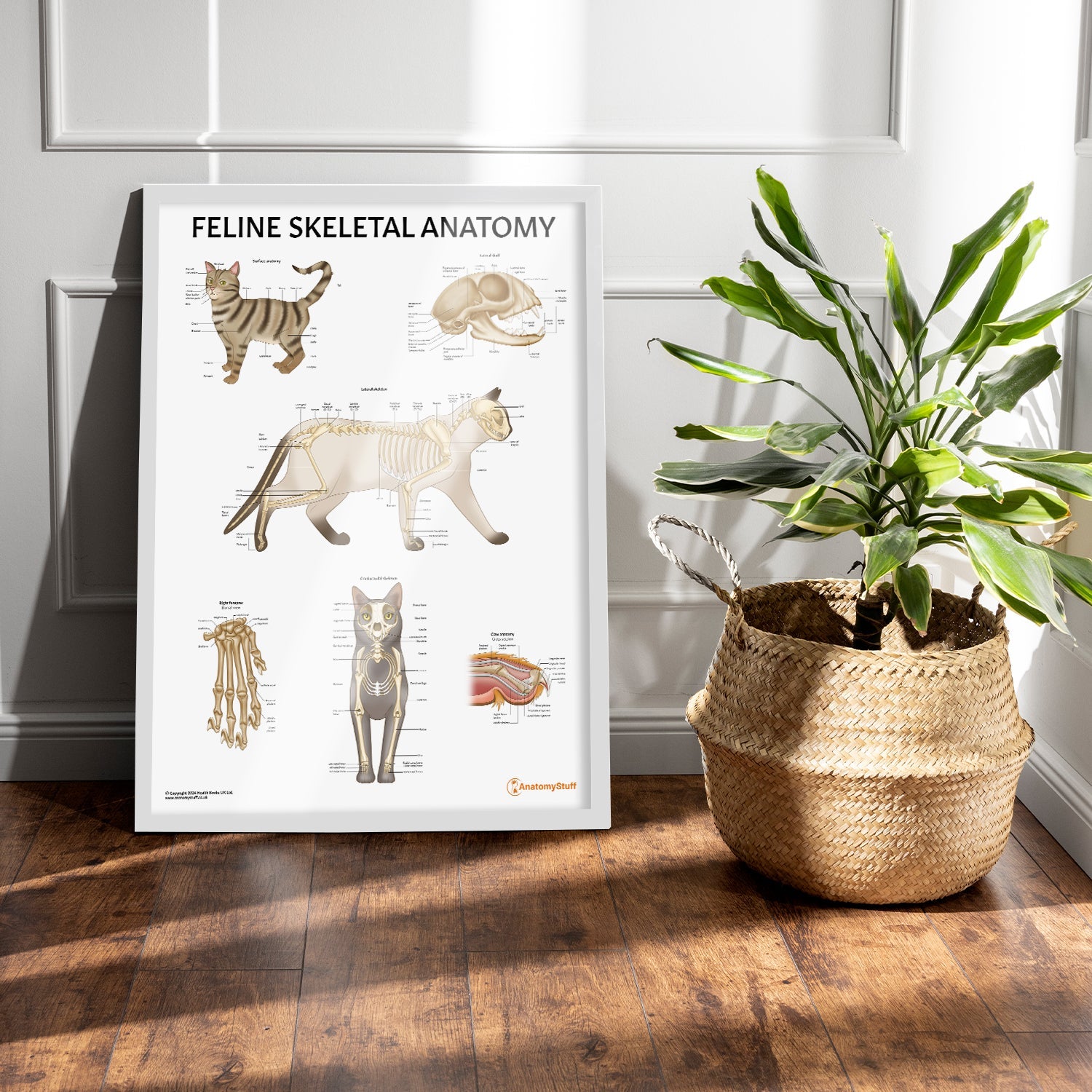 Feline Skeletal Anatomy Chart / Poster - Part of Collection