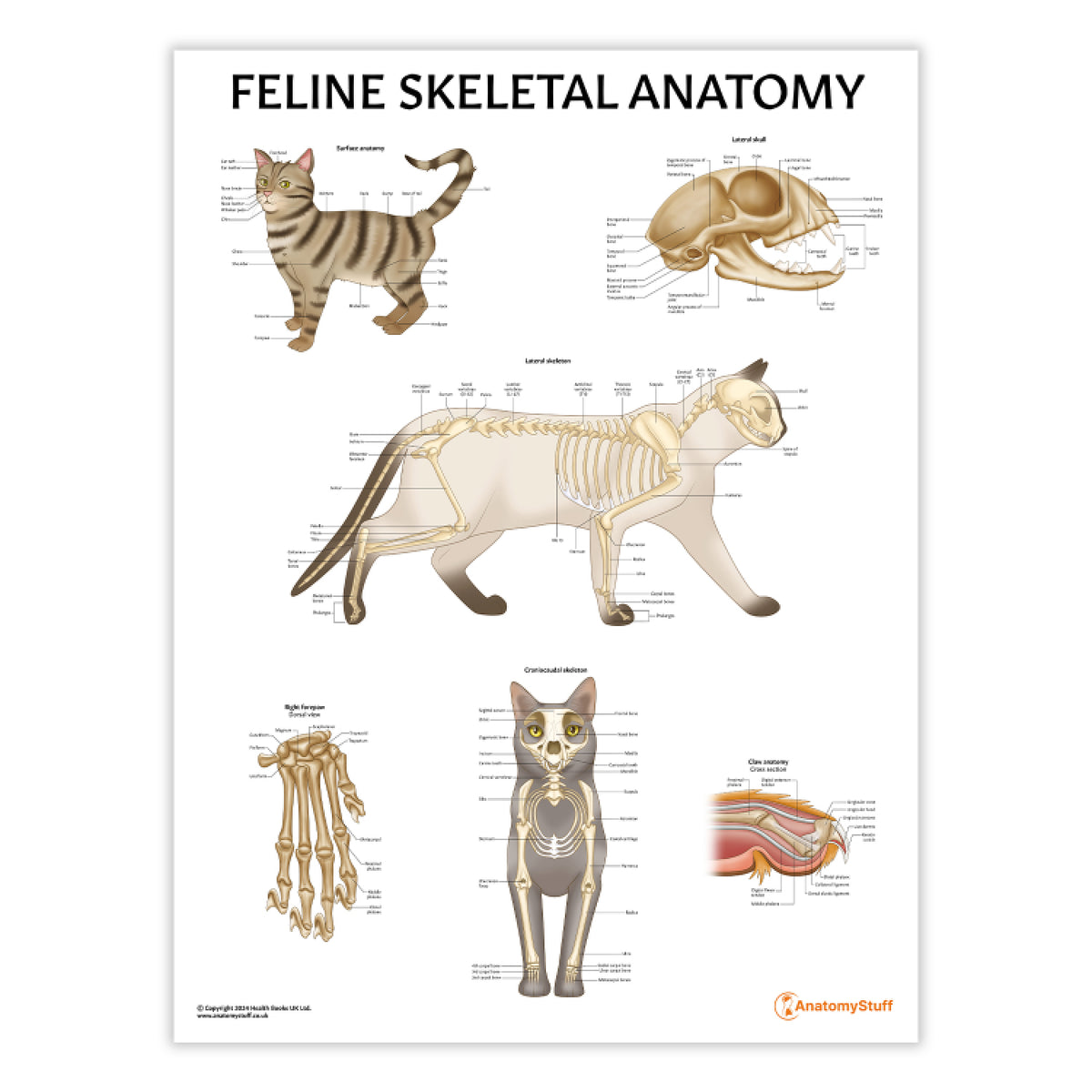 Feline Skeletal Anatomy Chart Cat Skeleton Poster AnatomyStuff