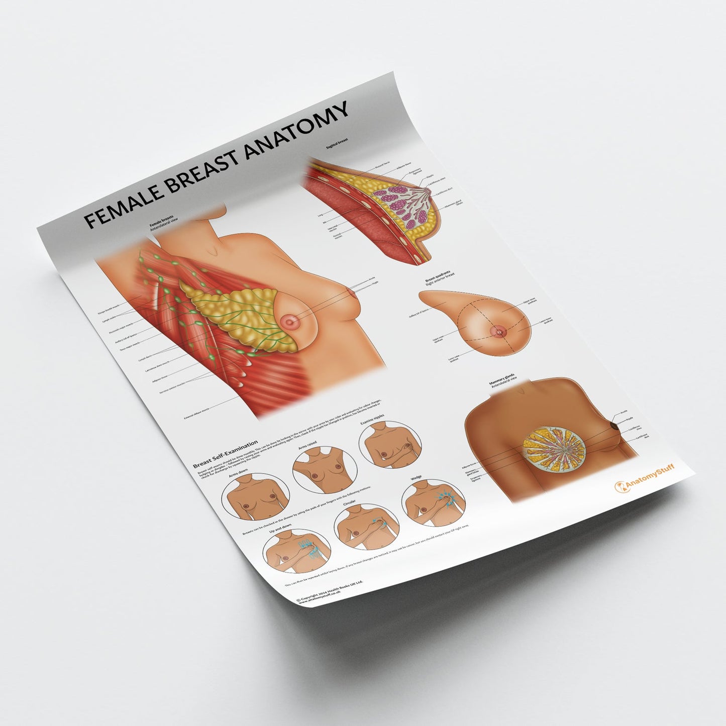 Female Breast Anatomy Chart / Poster - Part of Collection