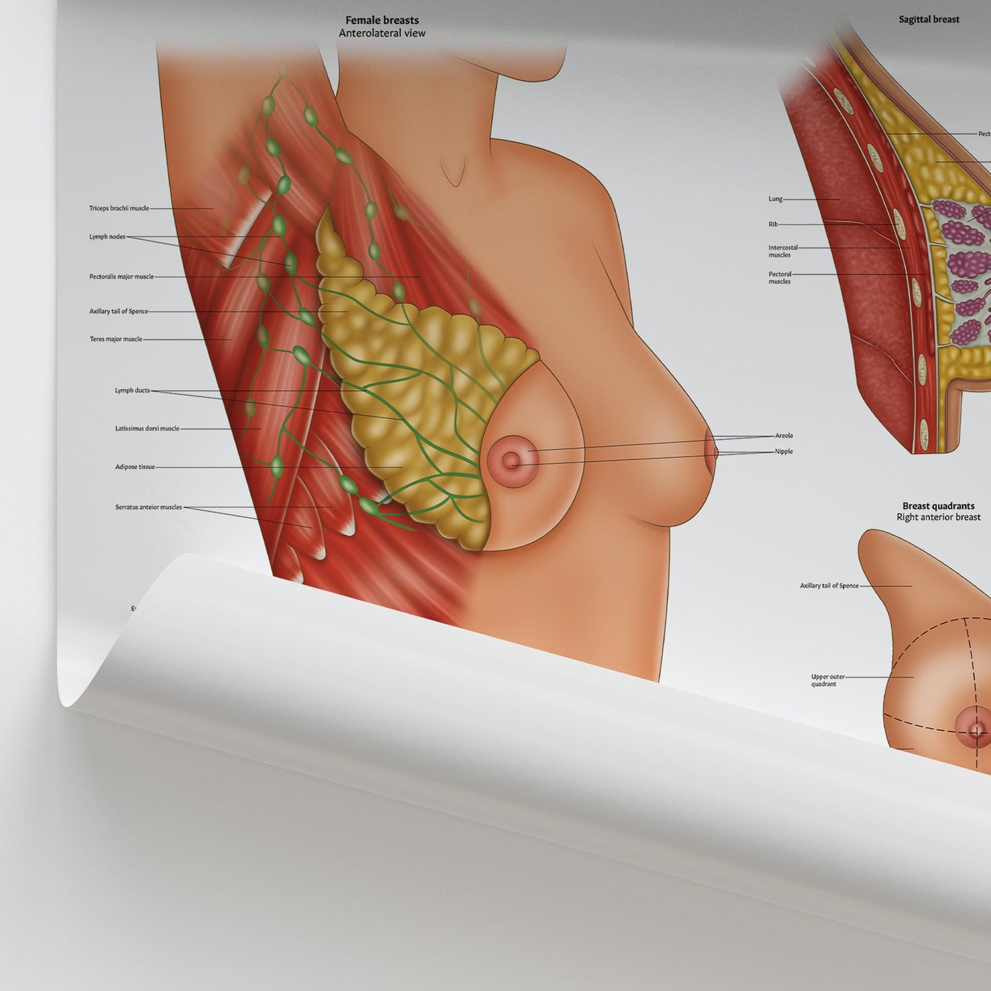 Female Breast Anatomy Chart / Poster - Part of Collection