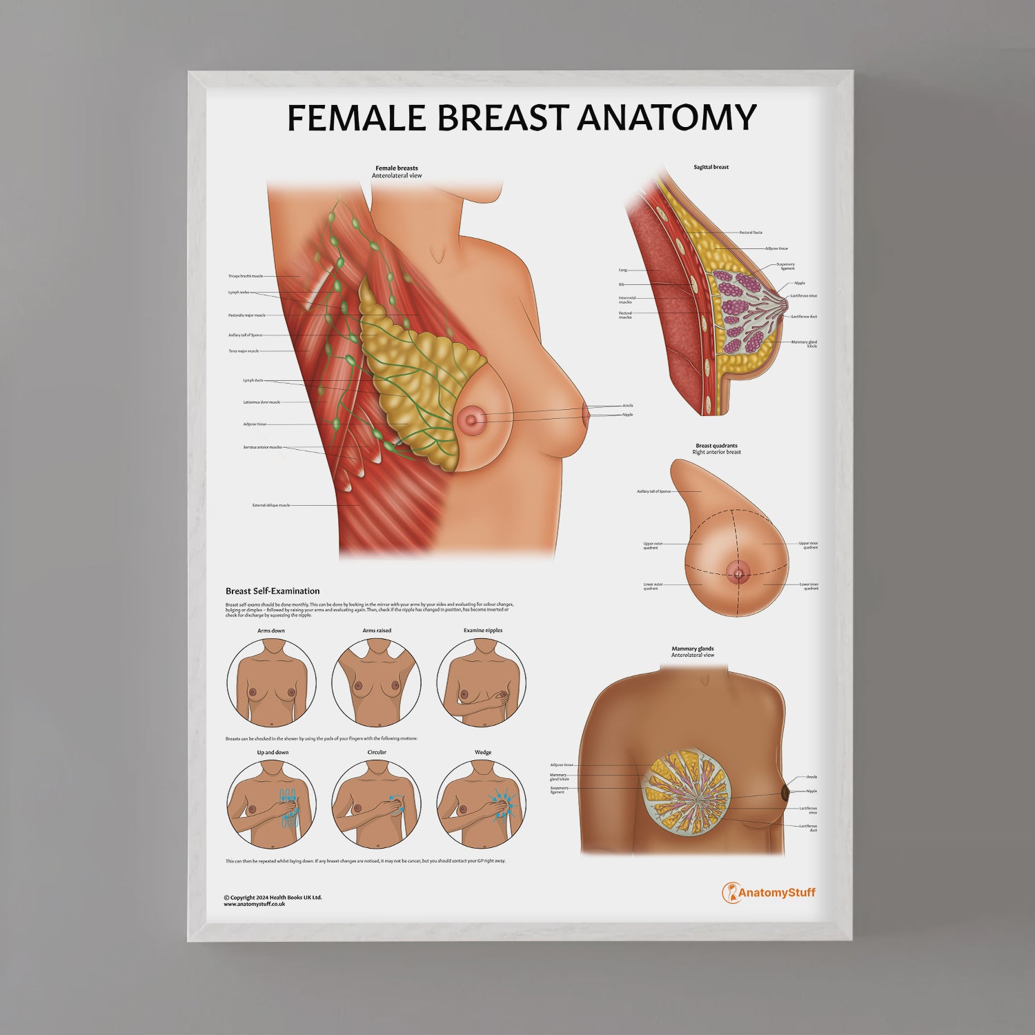 Female Breast Anatomy Chart / Poster
