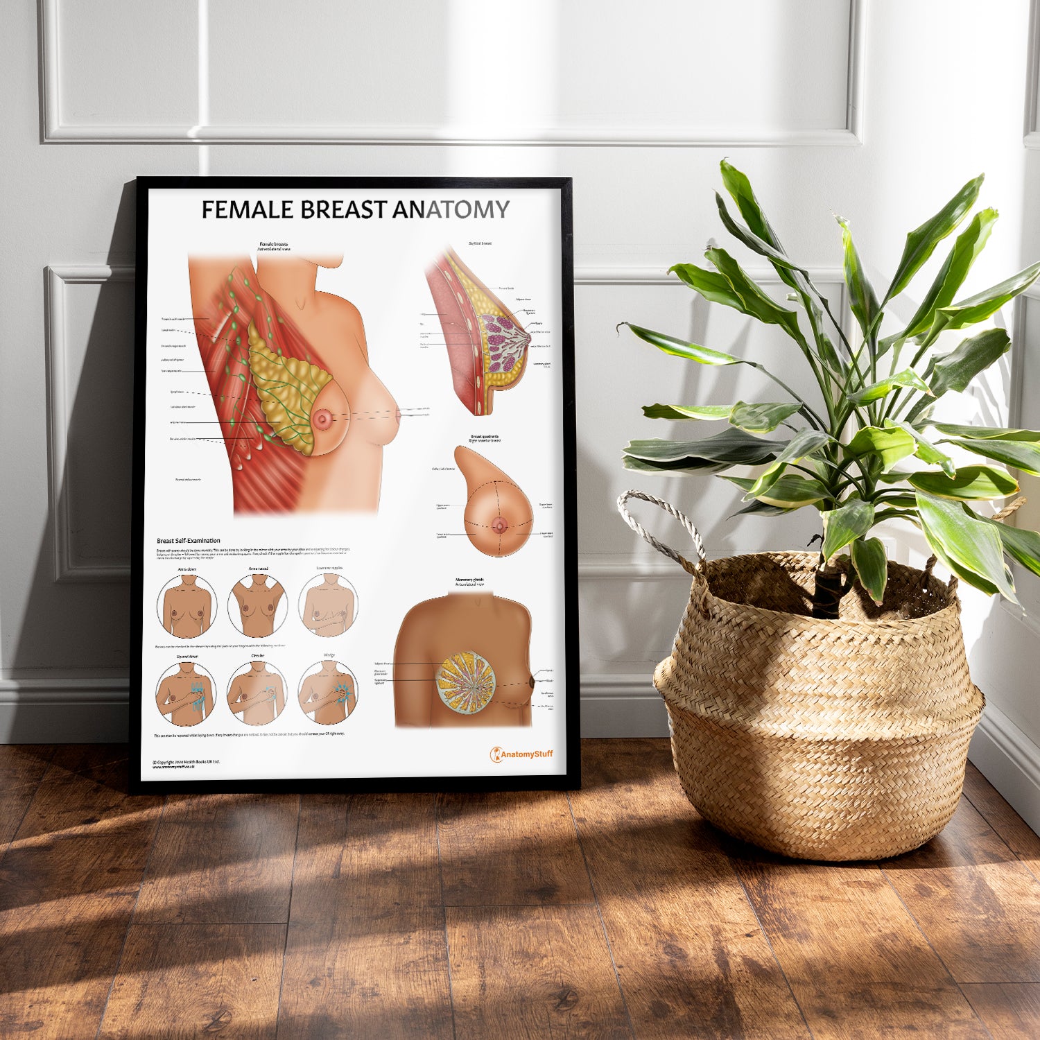 Female Breast Anatomy Chart / Poster