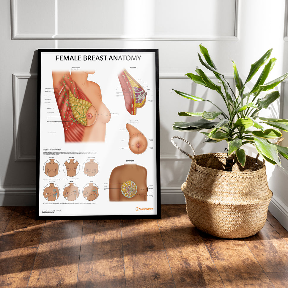 Female Breast Anatomy Chart / Poster