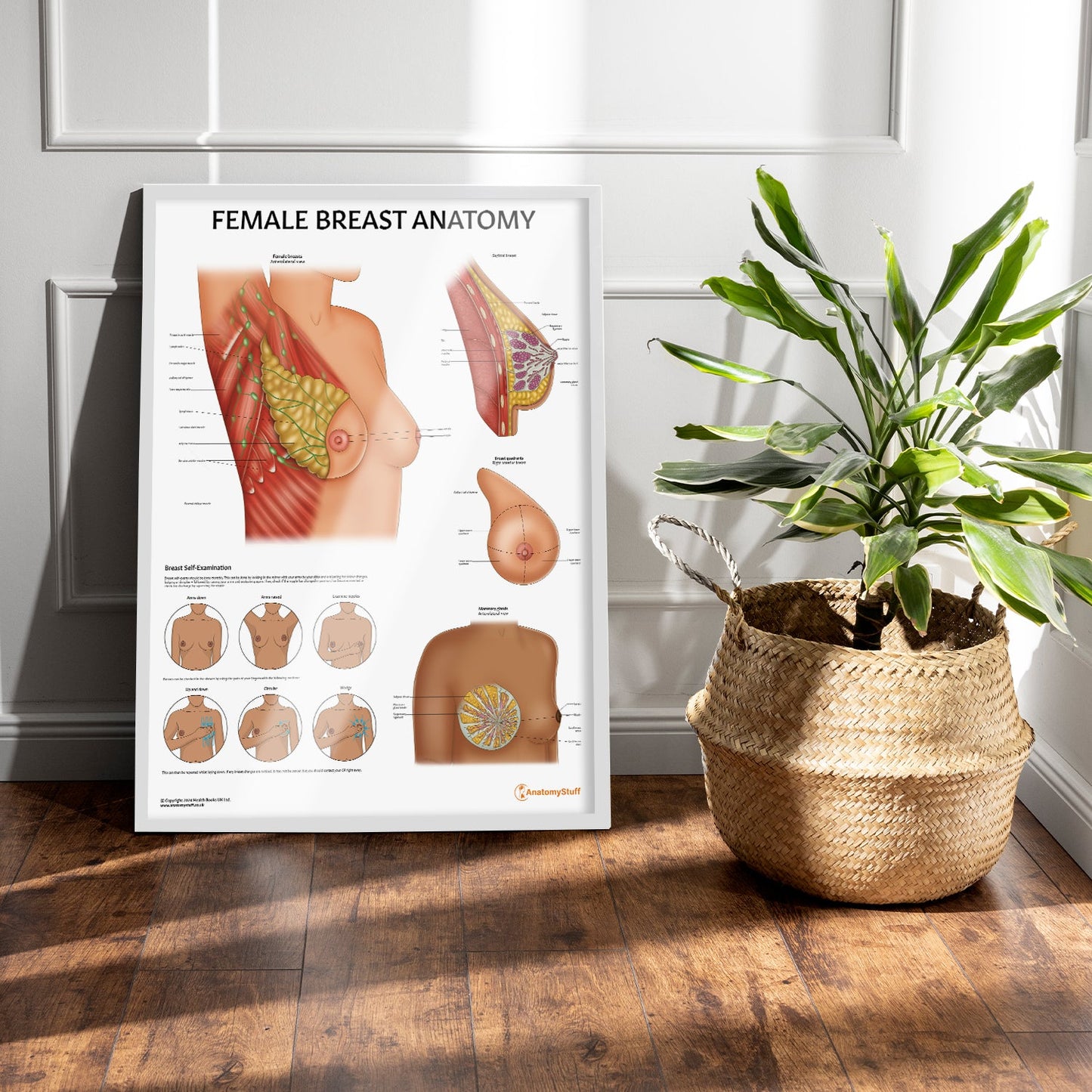 Female Breast Anatomy Chart / Poster - Part of Collection