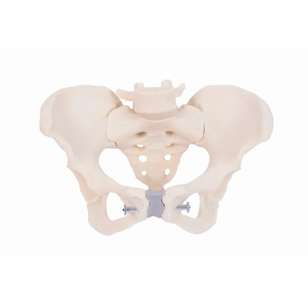 Articulated Female Pelvis Model (4 parts)