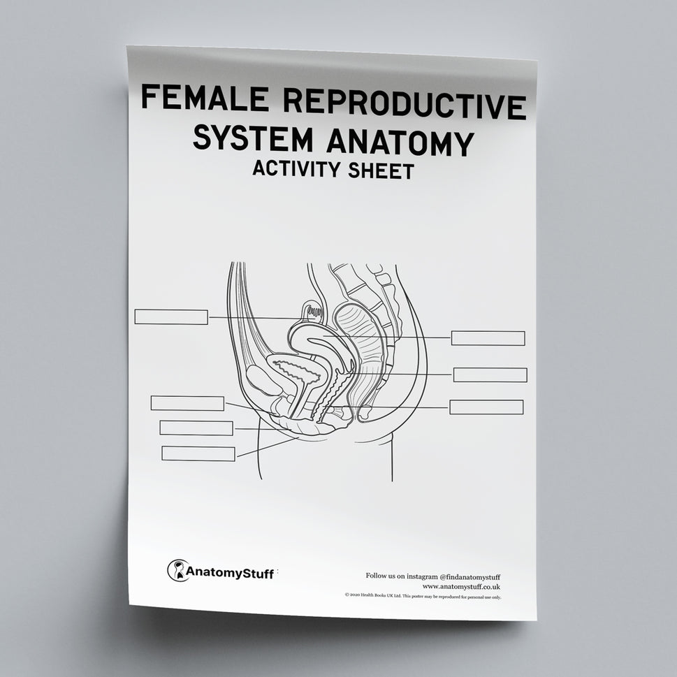 Female Reproductive System Anatomy Activity Sheet PDF