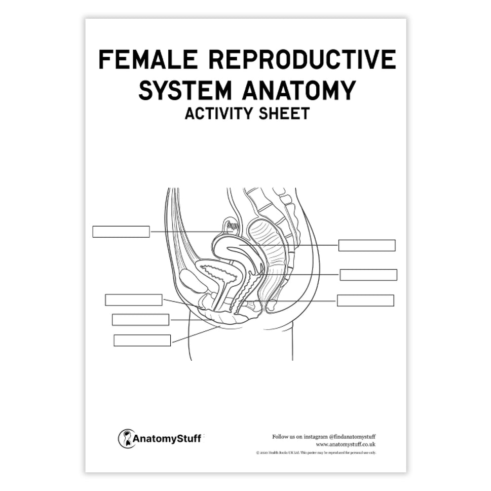 Female Reproductive System Anatomy Activity Sheet PDF