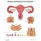 Switch Female reproductive anatomy chart 3 image