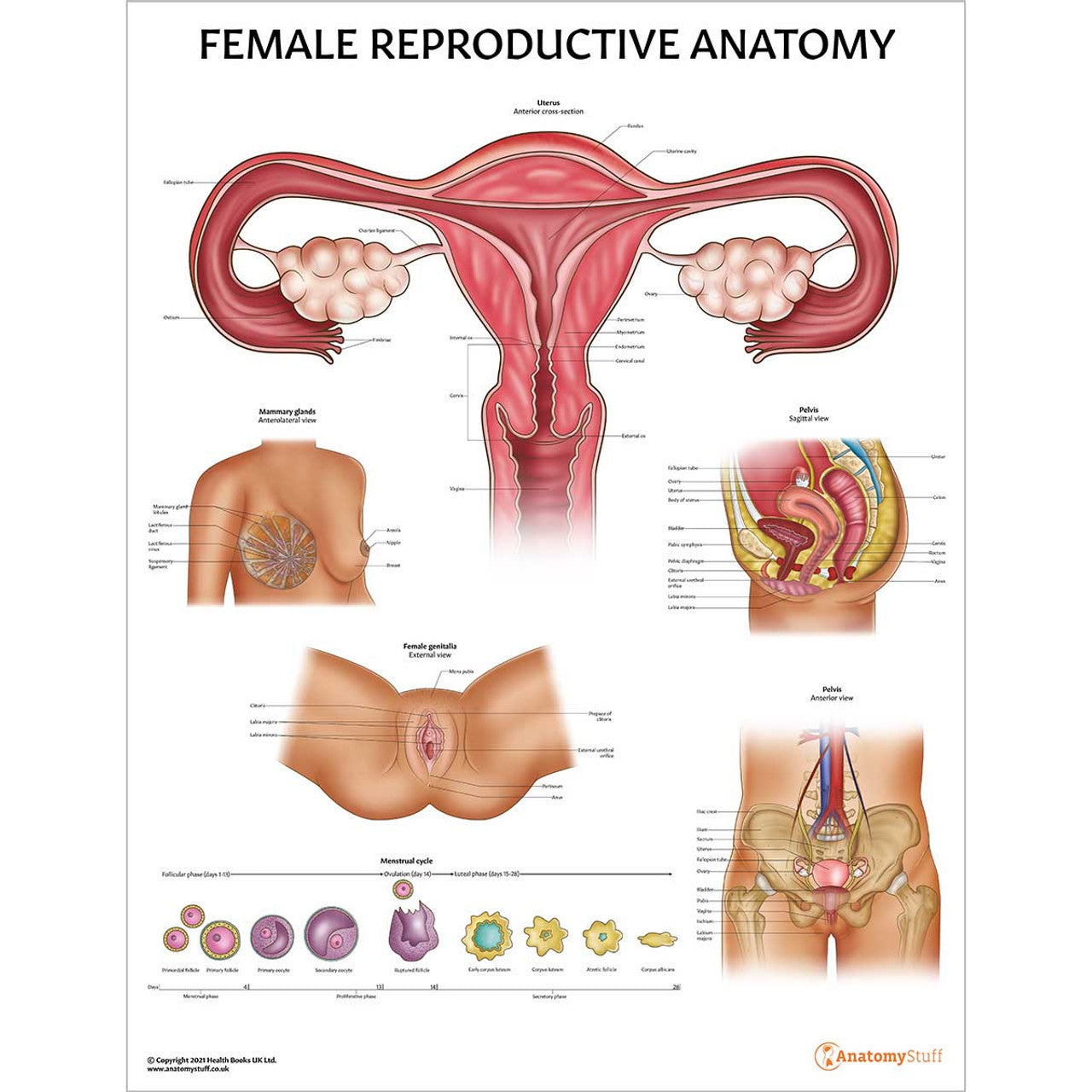Female reproductive anatomy chart