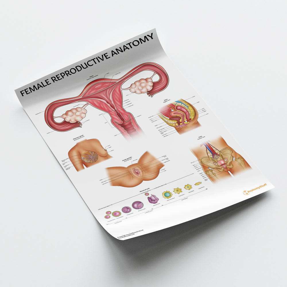 Female Reproductive System Chart / Poster - Part of Collection
