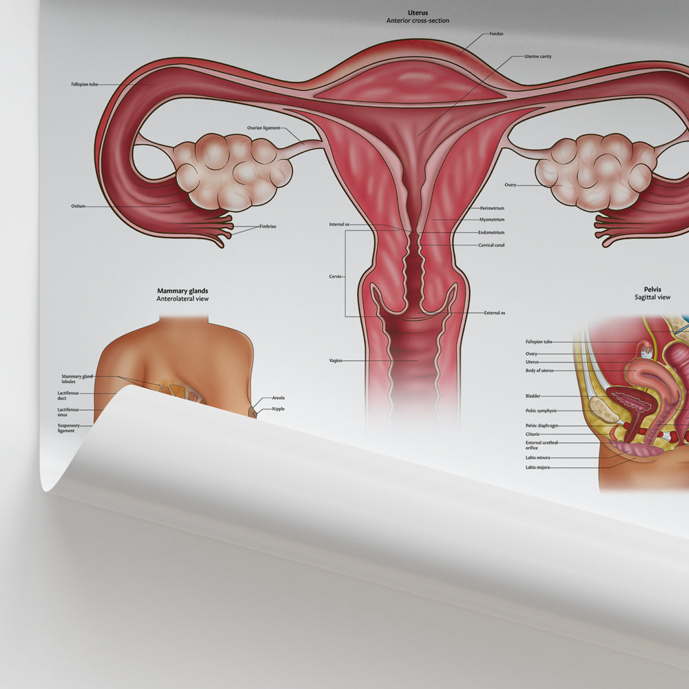 Female Reproductive System Chart / Poster - Part of Collection