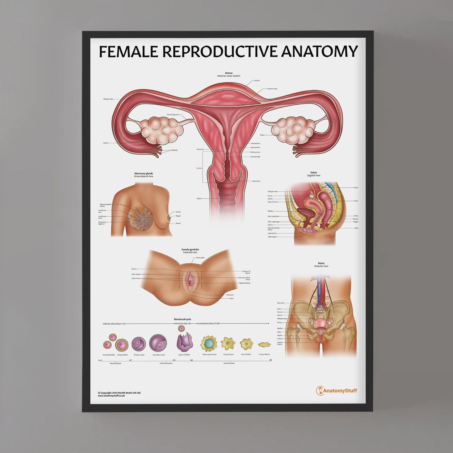 Female Reproductive System Chart / Poster - Part of Collection