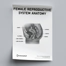 Switch Female Reproductive System Anatomy Poster PDF 2 image