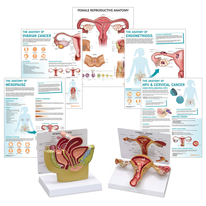 Female Reproductive System Anatomy & Pathology Collection Bundle Image