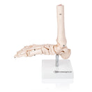 Switch Lateral View of Foot Anatomy Model 2 image