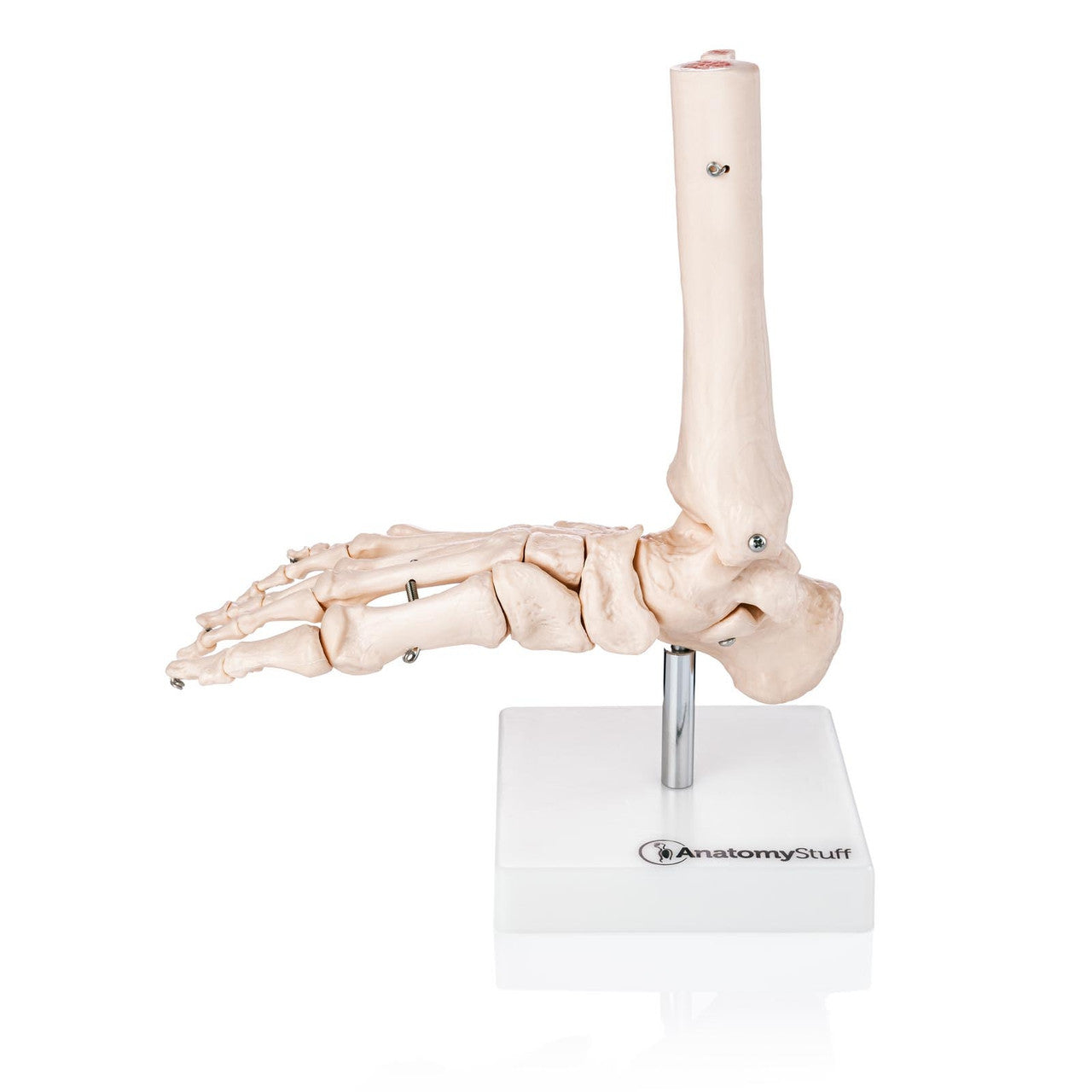 Lateral View of Foot Anatomy Model