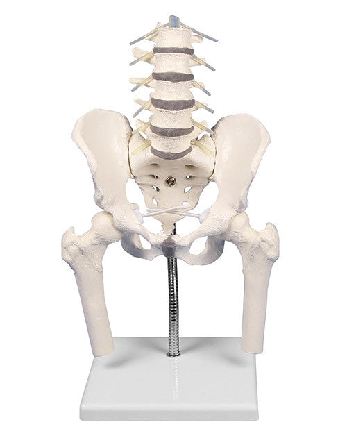 Flexible Lumbar Spine with Pelvis and Fermoral Stumps to Show Postural Faults