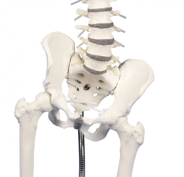 An excellent teaching aid to show spinal and pelvic malpositions