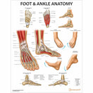 Switch Foot &amp; Ankle Anatomy Chart FA1000 3 image