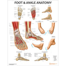 Switch Foot and Ankle Anatomy Chart 3 image