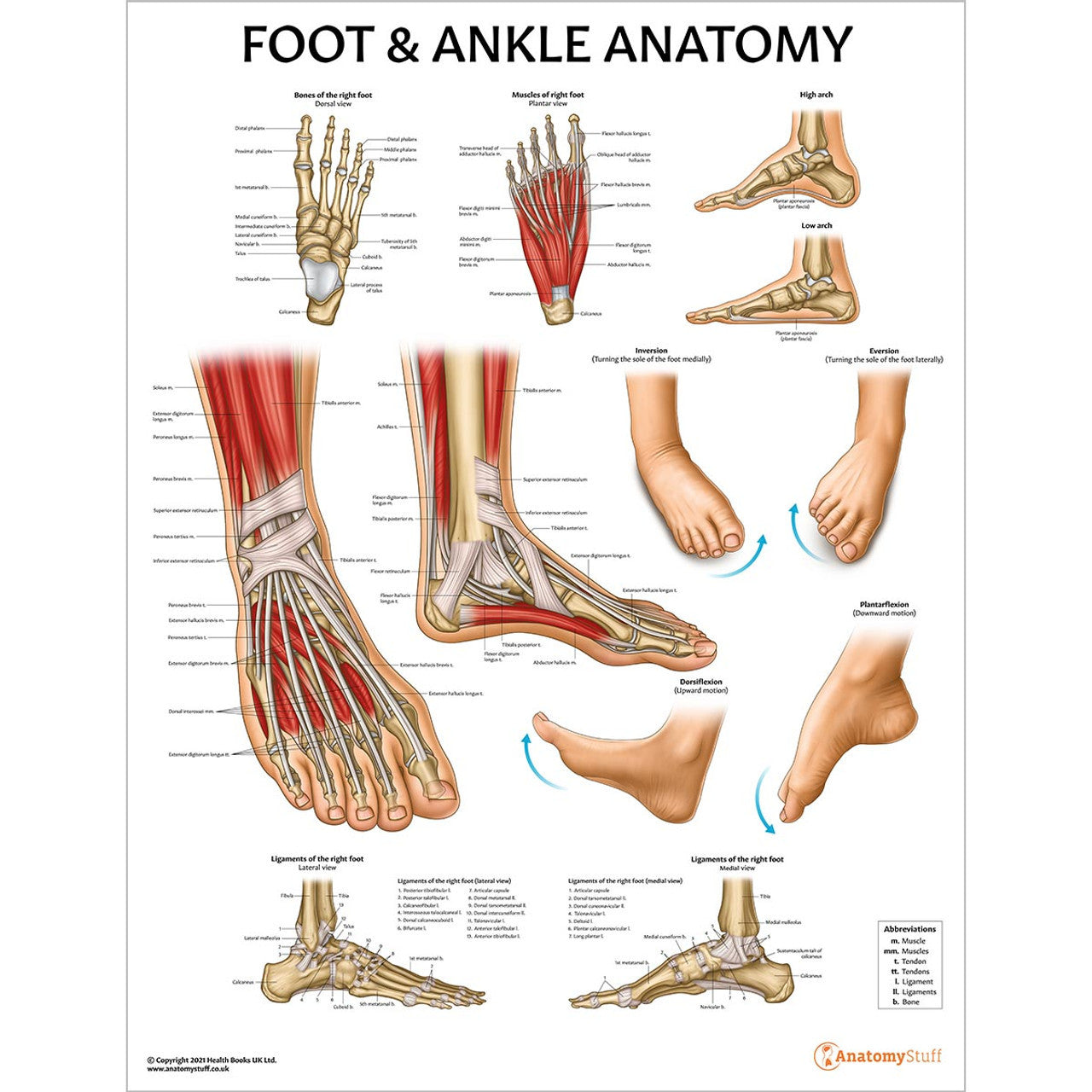 Orthopaedic Starter Pack Bundle