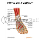 Switch Foot &amp; Ankle Anatomy Poster / Worksheet - Digital Download 2 image