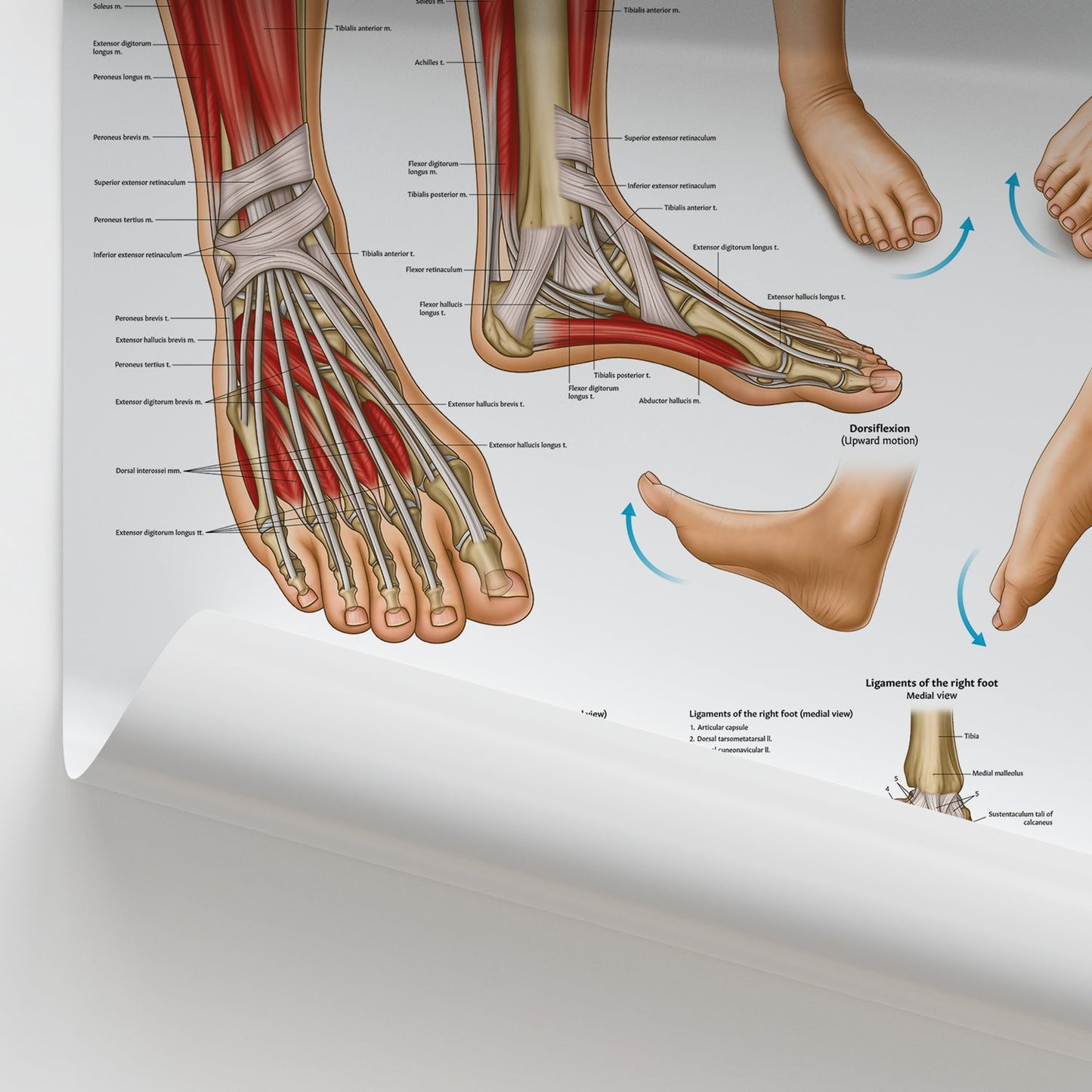 Foot & Ankle Anatomy Chart / Poster - Part of Collection