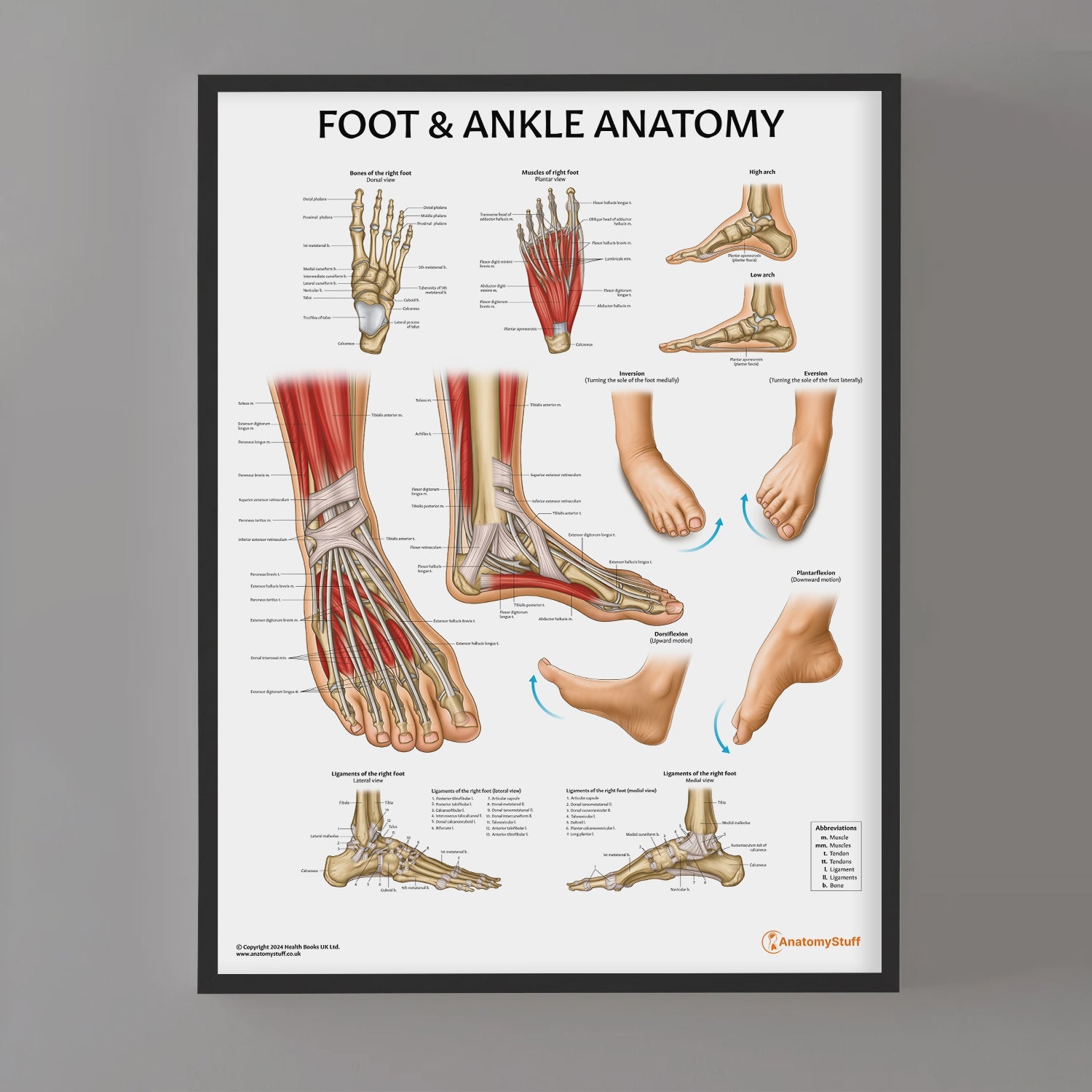 Foot & Ankle Anatomy Chart / Poster - Part of Collection