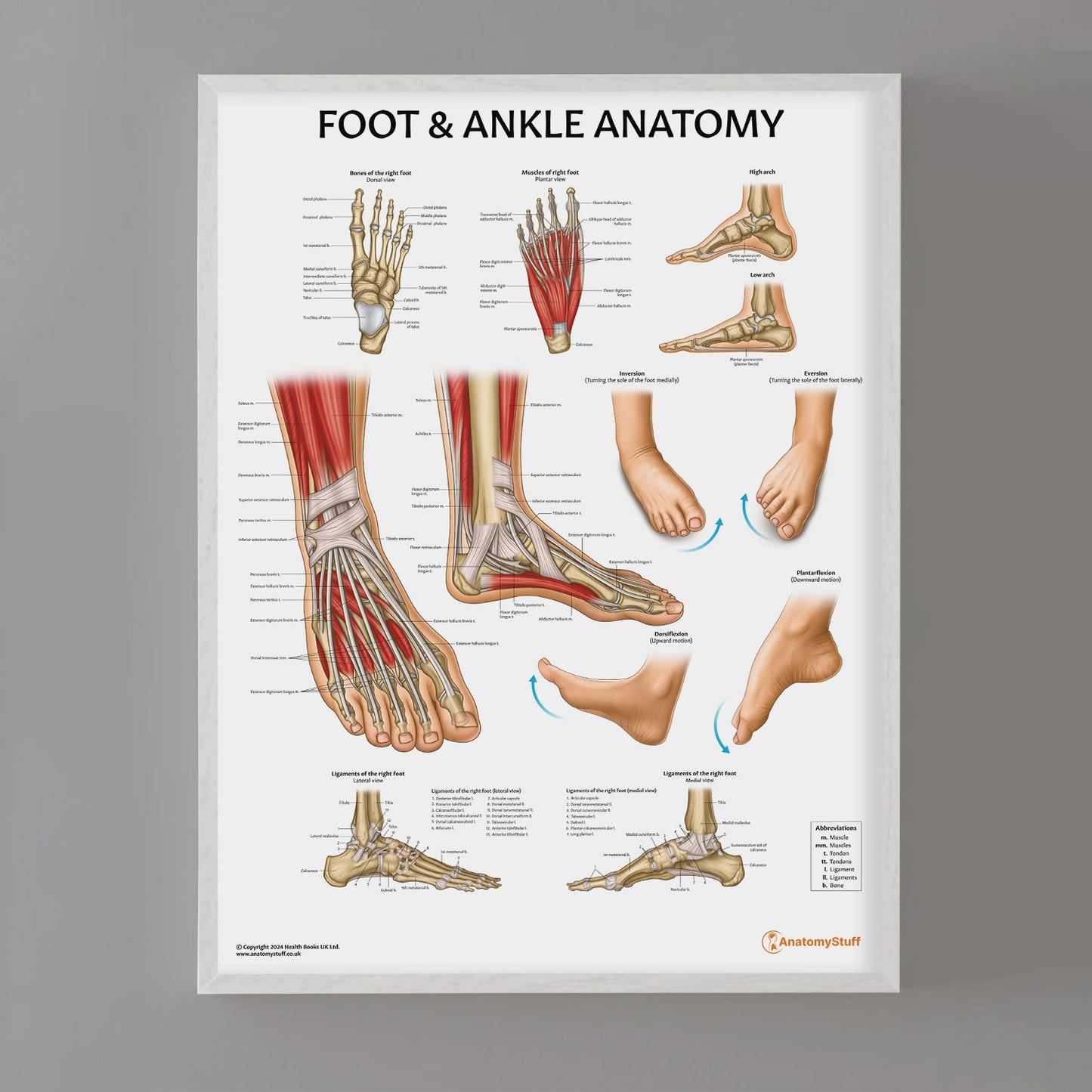 Foot & Ankle Anatomy Chart / Poster - Part of Collection